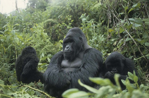 Gorilles rwanda 085 copie